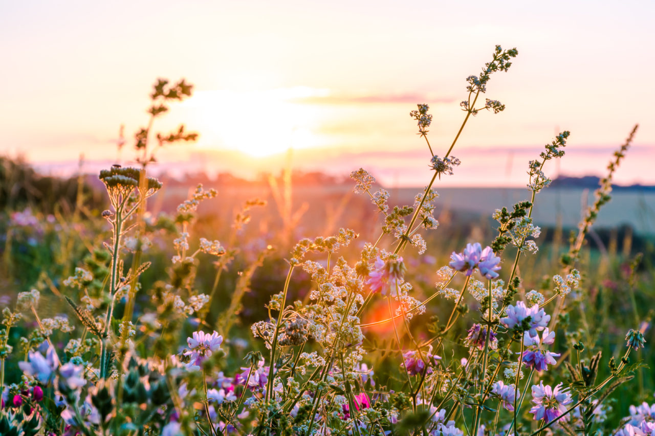 Wildflowers in front of a sunset