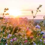 Wildflowers in front of a sunset